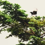 Mehr über den Artikel erfahren Treffer, Die freche Elster im Garten: Ein fotografisches Abenteuer
