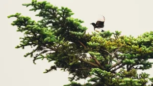 Mehr über den Artikel erfahren Treffer, Die freche Elster im Garten: Ein fotografisches Abenteuer