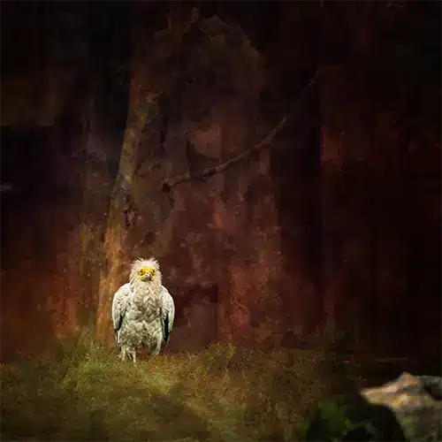 Sturmfrisur Vogel