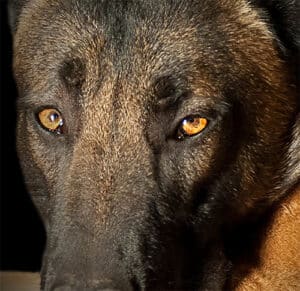 Mehr über den Artikel erfahren Für uns der schönste Malinois der Welt :-)
